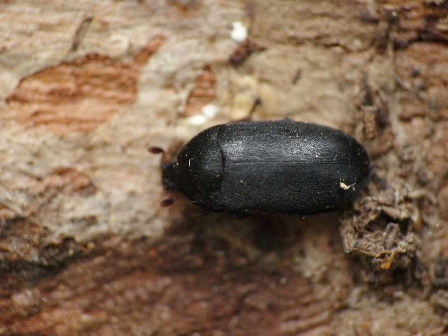 Dermestidae? D. olivieri